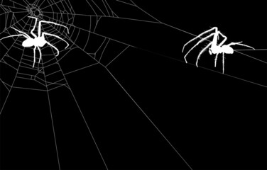 white two isolated old spiders in web illustration