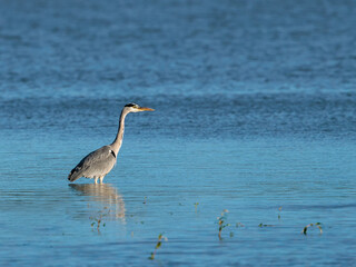 Grey Heron in its natural environment.