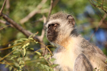 Grüne Meerkatze / Vervet monkey / Cercopithecus aethiops .