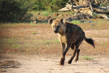 Tüpfelhyäne / Spotted hyaena / Crocuta crocuta...