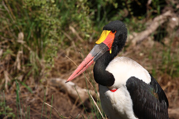 Sattelstorch / Saddle-billed Stork / Ephippiorhynchus senegalensis..
