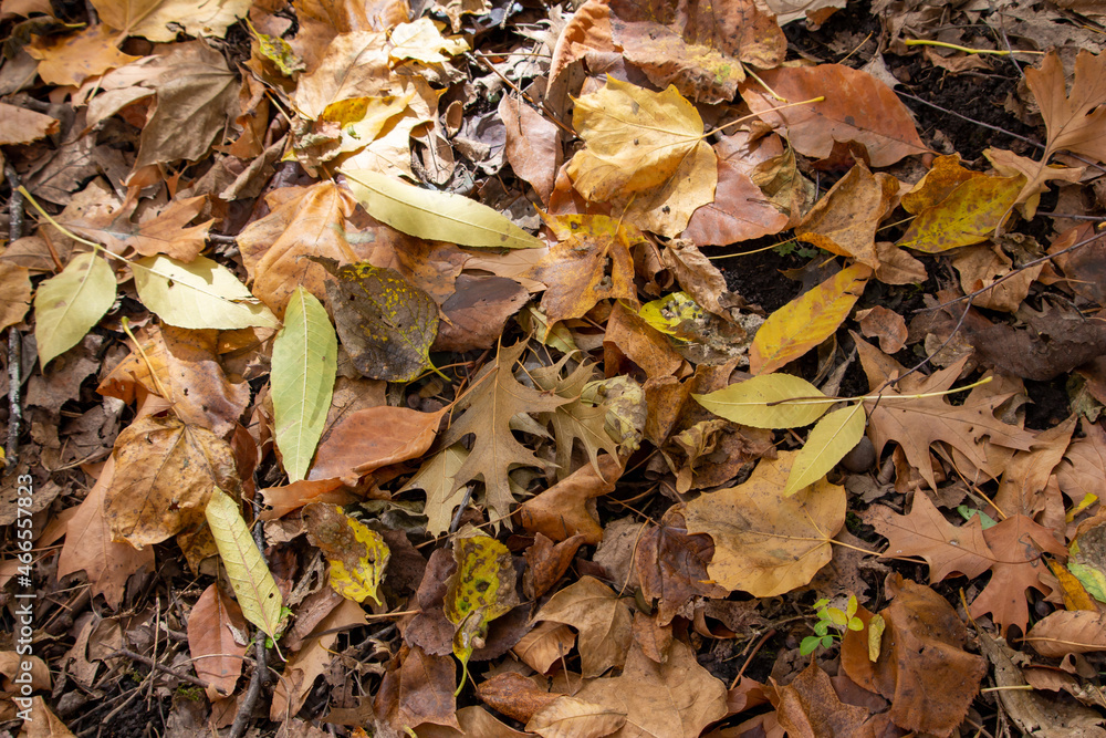 Wall mural close up texture background of rustic color dry fallen autumn leaves of various types of deciduous t