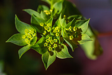 Macro texture background view of yellow green wax flowers in an indoor florist’s bouquet arrangement
