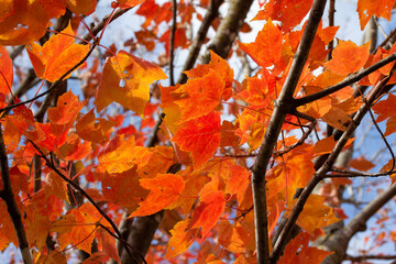 Close up tree view of bright reddish orange maple leaves (acer rubrum) with bright autumn color