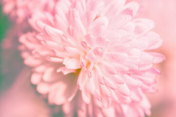 Beauty gentle pink chrysanthemums, looking down, beauty in nature