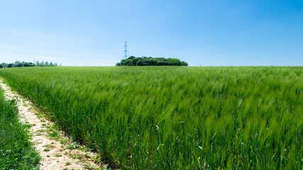 Green corn fields at the Belgian countryside