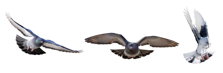 isolated three rock doves flight