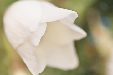 White hellebore flower close up on a natural  background