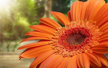 Beautiful fresh bright flower blossom