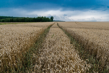 Straight lines at a yellow field of wheat at the German countryside