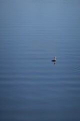 Haubentaucher mit Tauchring