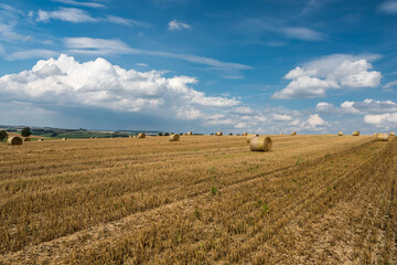 Fototapeta premium Hay Roles and mowed wheat plantations with a blue sky in summer at the German countryside