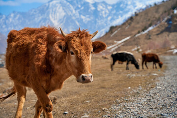 Cows in the mountains of Georgia. Animals graze along the road. Incredible mountain landscape in the background