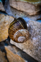 snail