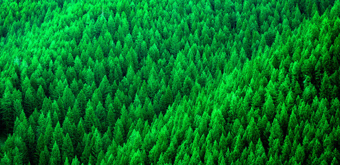 Forest of Pine Trees in Wilderness Mountains Environment