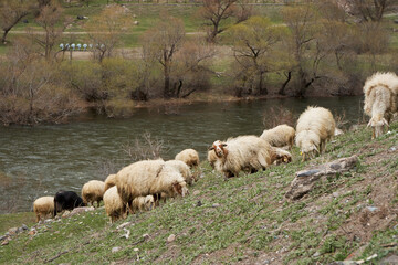 A flock of sheep grazes in a meadow in the mountains