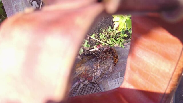 Hunting equipment and prey top view