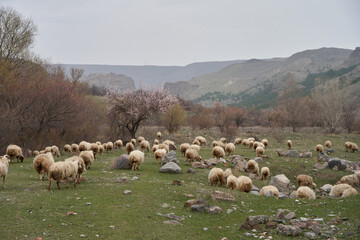 A flock of sheep grazes in a meadow in the mountains