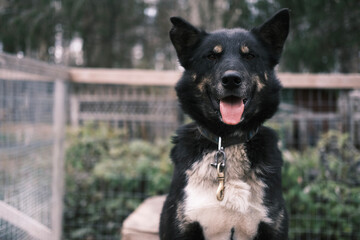 black dog portrait