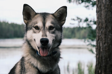 husky dog
