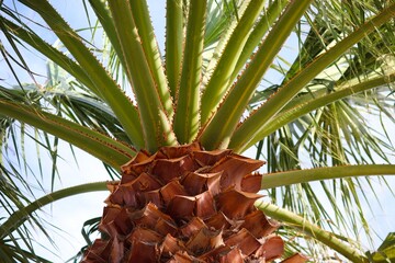Dattelpalme mit Palmwedeln