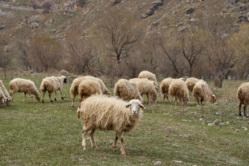 A flock of sheep grazes in a meadow in the mountains