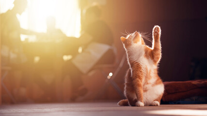 Portrait of Ginger Cat Raising up Paw in the kitchen while the family are eating breakfast on a...