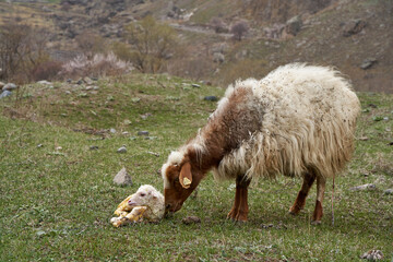 A pregnant sheep has just given birth to a lamb. In a meadow in the mountains