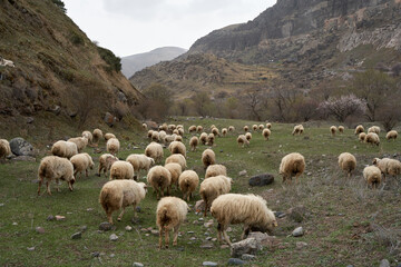 A flock of sheep grazes in a meadow in the mountains