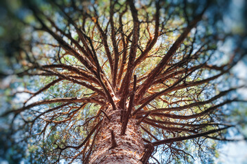Bottom view on the trunk of a huge pine tree with dense branches.