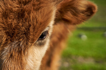 Fototapeta premium Close-up of a porter of a shaggy cow