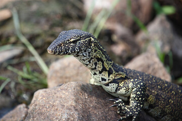 Nilwaran / Nile monitor / Varanus niloticus