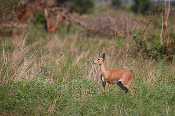 Afrikanischer Steinbock / Steenbok / Raphicerus campestris