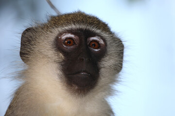 Grüne Meerkatze / Vervet monkey / Cercopithecus aethiops .