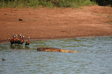 Nilkrokodil und Witwenpfeifgans / Nile crocodile and White-faced duck / Crocodylus niloticus et...
