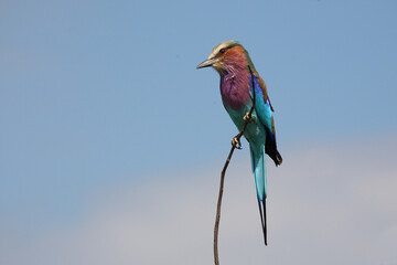 Gabelracke / Lilacbreasted roller / Coracias caudata