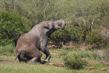 Fototapeta premium Afrikanischer Elefant / African elephant / Loxodonta africana