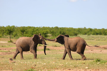 Fototapeta na wymiar Afrikanischer Elefant / African elephant / Loxodonta africana.