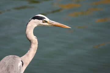 Afrikanischer Graureiher / Grey heron / Ardea cinerea