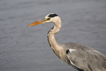 Afrikanischer Graureiher / Grey heron / Ardea cinerea