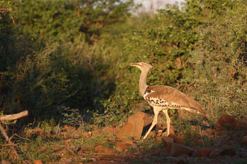 Riesentrappe / Kori bustard / Andreotis kori.