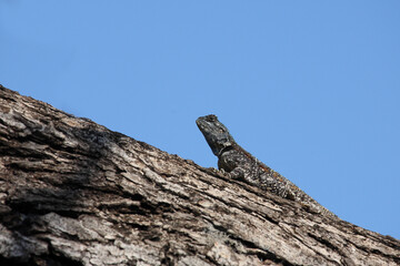 Atlasagame oder Blaukehlagame / Black-necked agama or Southern tree agama / Acanthocercus atricollis or Agama atricollis