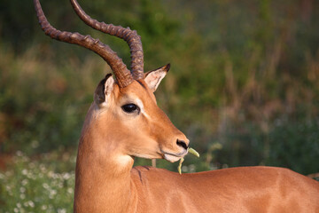 Schwarzfersenantilope / Impala / Aepyceros melampus