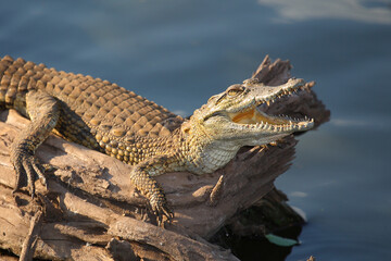Fototapeta premium Nilkrokodil / Nile crocodile / Crocodylus niloticus..
