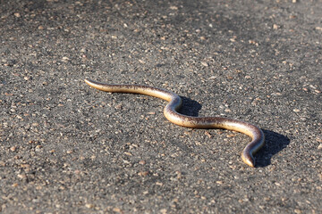 Delalande's Blindschleiche / Delalande's beaked blind snake / Rhinotyphlops lalandei