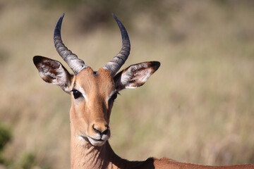 Schwarzfersenantilope / Impala / Aepyceros melampus.