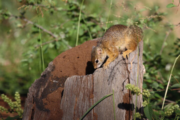 Ockerfußbuschhörnchen / Tree squirrel / Paraxerus cepapi
