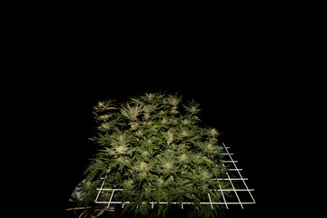 S.A.G.E. variety of marijuana flower in white scrog net with black background