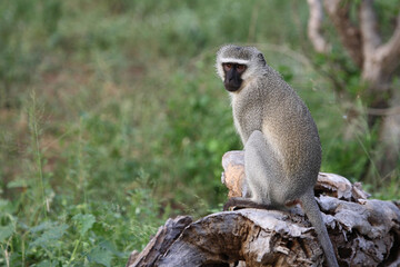 Grüne Meerkatze / Vervet monkey / Cercopithecus aethiops .