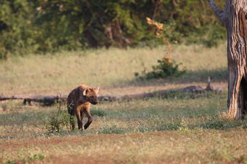 Tüpfelhyäne / Spotted hyaena / Crocuta crocuta..